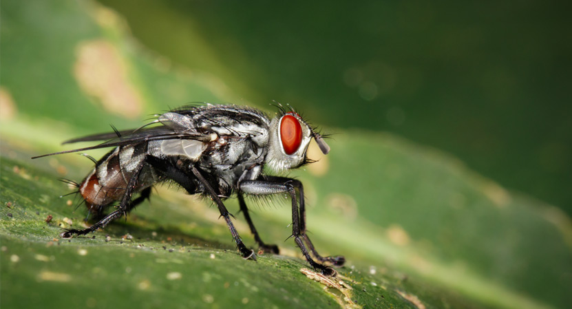 ¿Has oído hablar de la mosca negra?